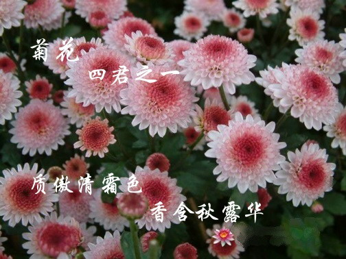 菊花.jpg