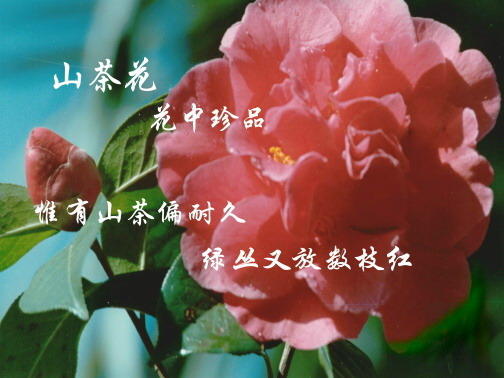茶花.jpg