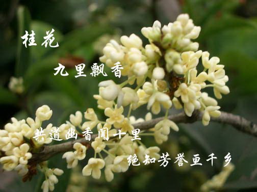 桂花.jpg
