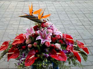 云南花草，中间为天堂鸟