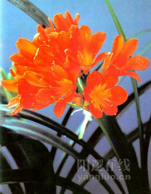君子兰