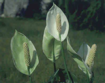 白鹤芋