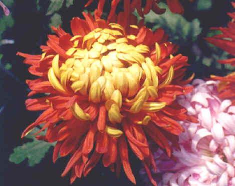 菊花入我梦，明月长相忆