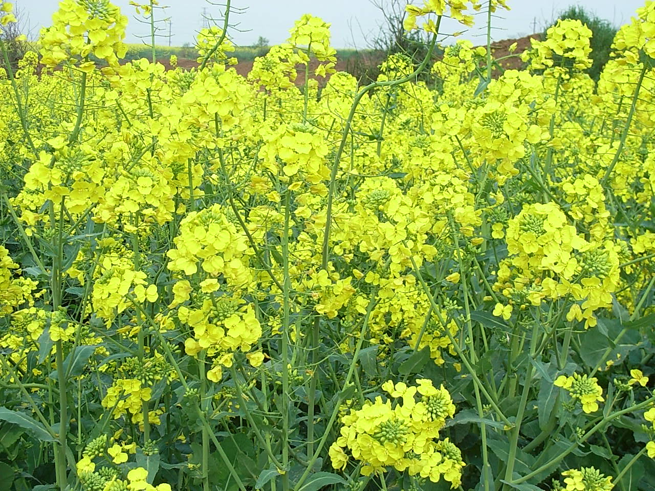 油菜自拍.jpg