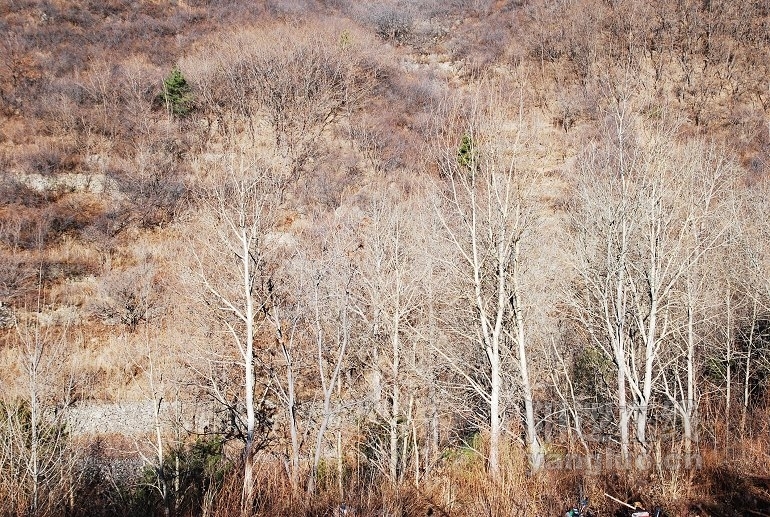 DSC_7602.jpg